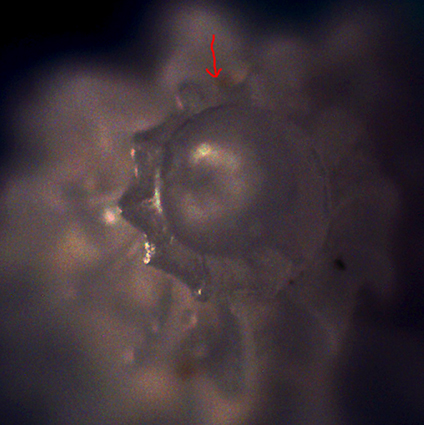 Identificazione di una Mangelia